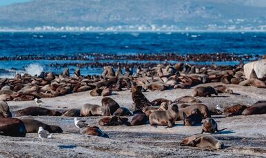 Büyük Göçün Sırrı: Afrika'nın Vahşi Ruhu 6 Gece Otel Konaklaması
