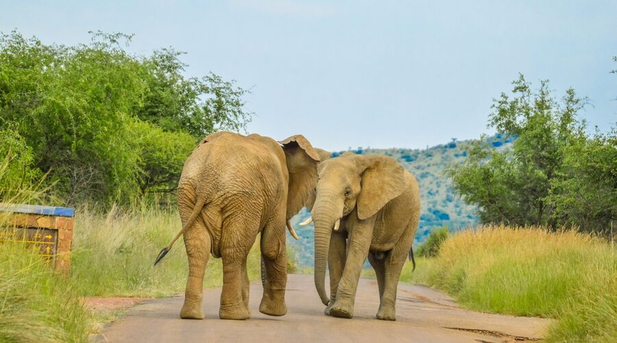 Büyük Göçün Sırrı: Afrika'nın Vahşi Ruhu 6 Gece Otel Konaklaması