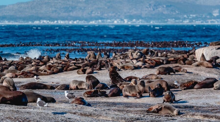 Büyük Göçün Sırrı: Afrika'nın Vahşi Ruhu 6 Gece Otel Konaklaması